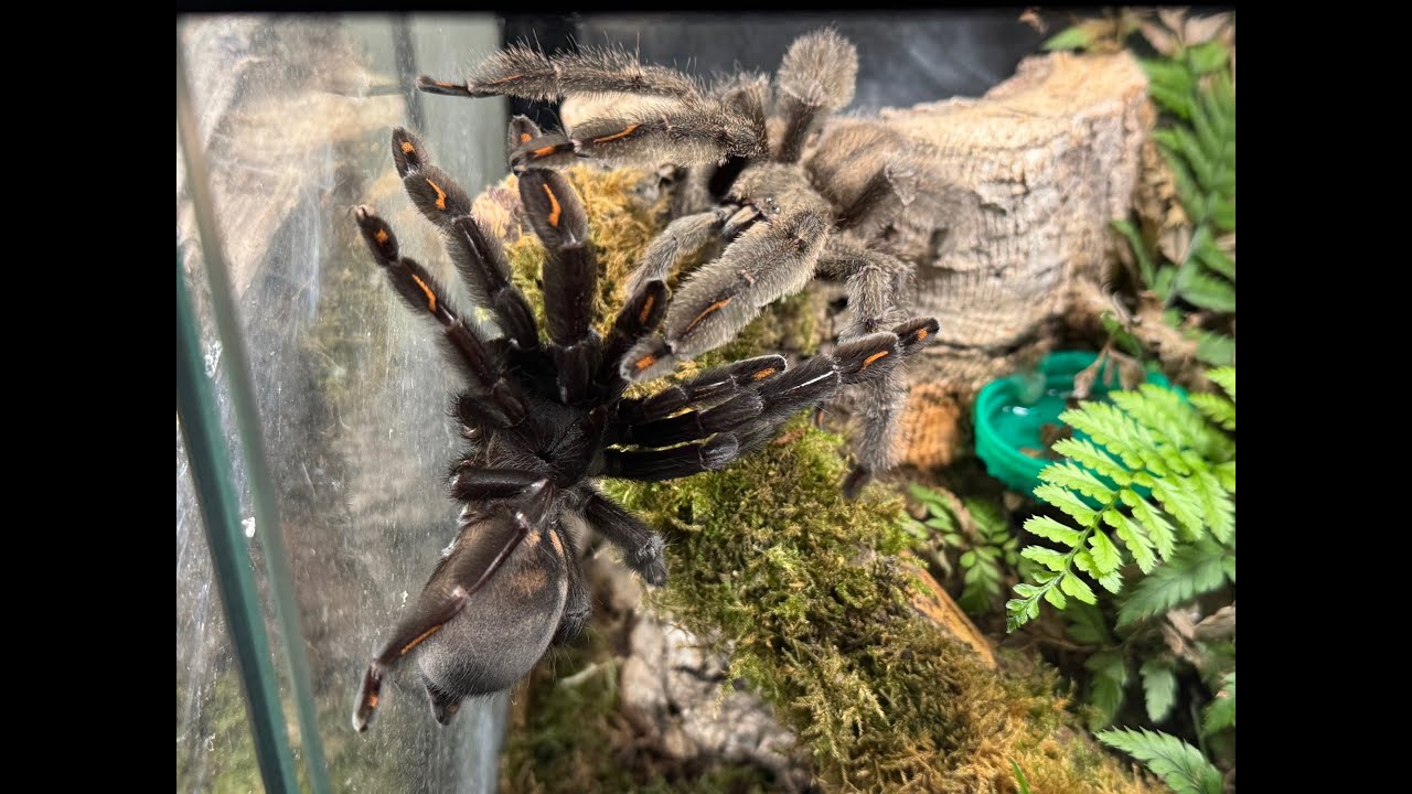 Psalmopoeus irminia, Venezuelan suntiger pairing