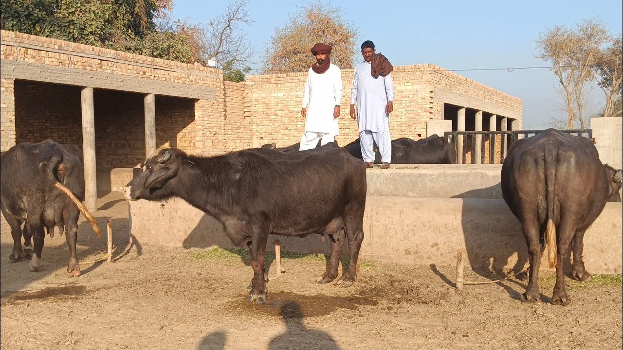 Watch pure neeli buffalo for sale in Punjab Pakistan on YouTube..25..2..2026....03003392728