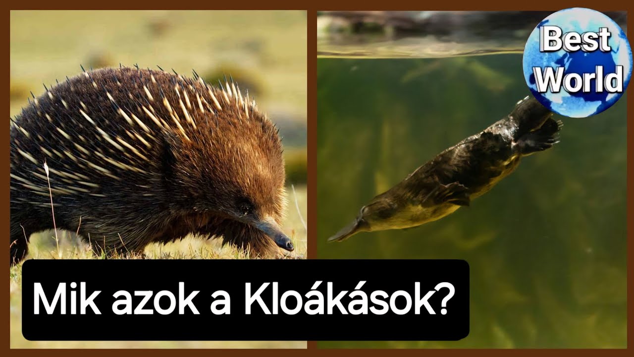 Mik azok a kloákások? - a csoport bemutatása