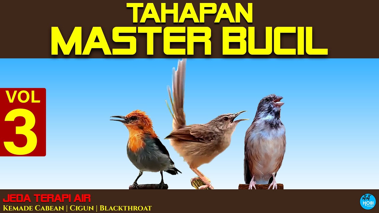 TAHAPAN  MASTER BUCIL  vol 3| Kemade Cabean, Cigun, Blackthroat