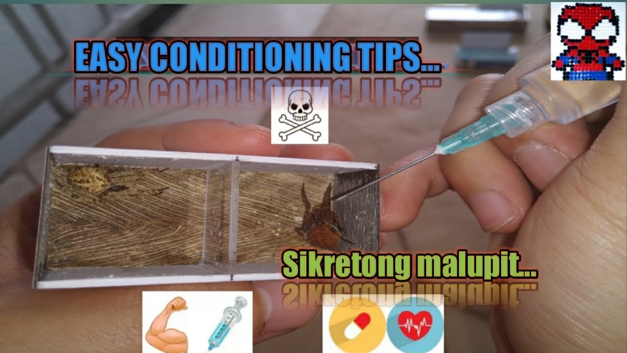 ULTIMATE Spider Conditioning Guide (Tried and Tested!!!)_REUPLOAD.