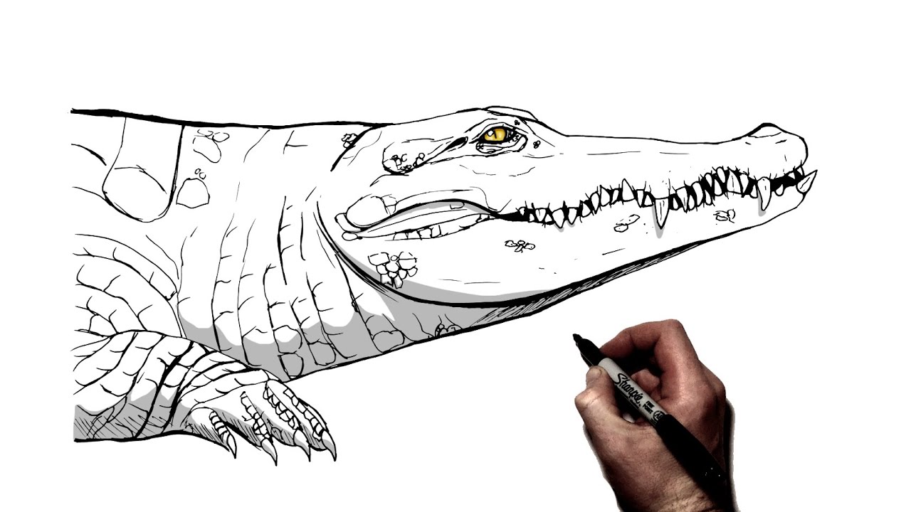 How To Draw A Crocodile | Step By Step |