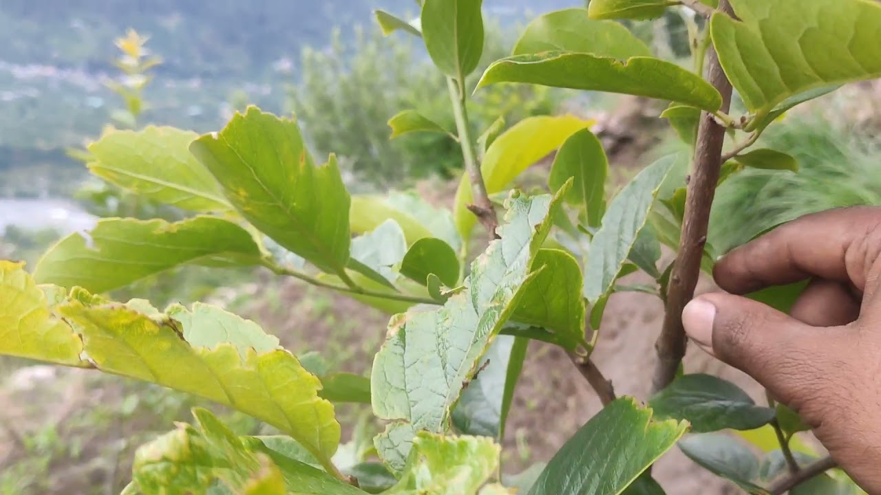 HOW TO PRUN 2 YEAR PERSIMMON TREE