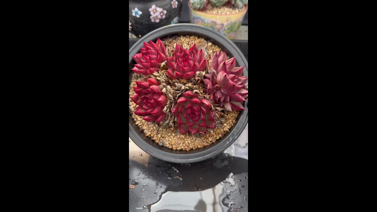 多肉植物，又称肉质植物或多肉多汁...肉