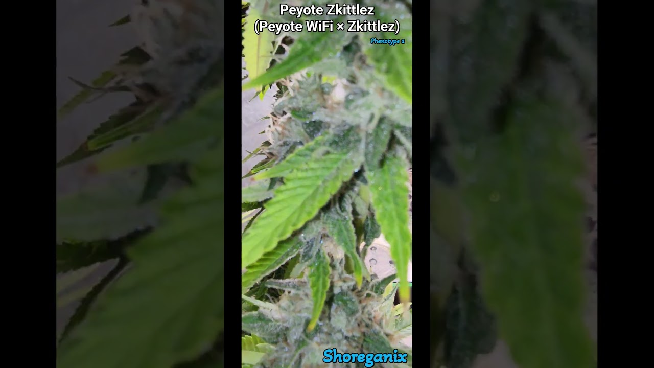 Peyote Zkittlez #2 - Week 9 Harvest. Olive green buds w/ pink undertones. Terps of citrus & diesel