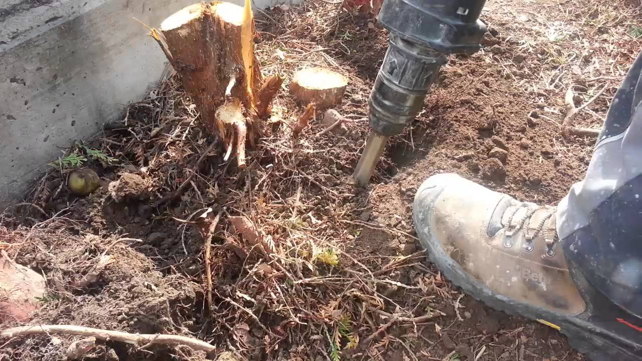 Thuja ausgraben, Wurzel entfernen mit einer Hilti