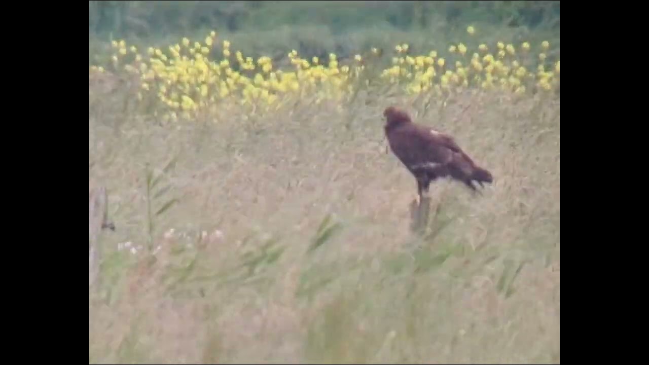 Bastaardarend bij Wijhe 05-06-2025