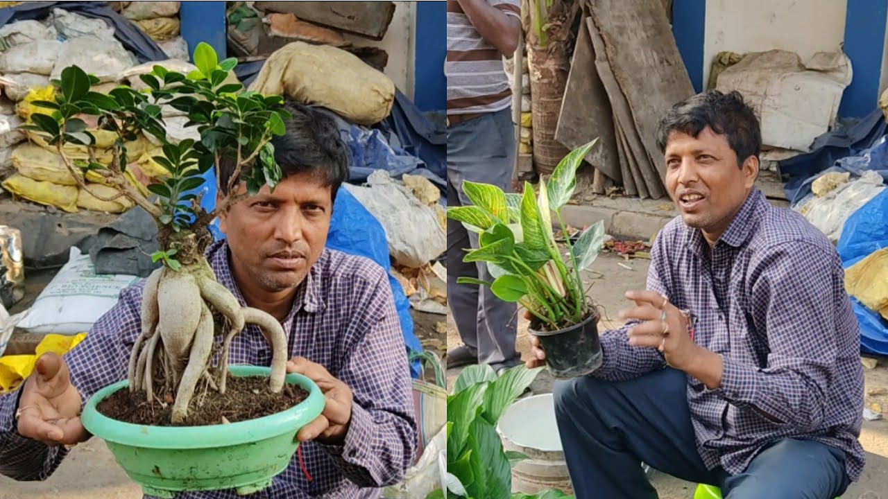 Kolkata Flower Plants Market Visit || Current Prices Of Flower Plants || Tala Haat In West Bengal