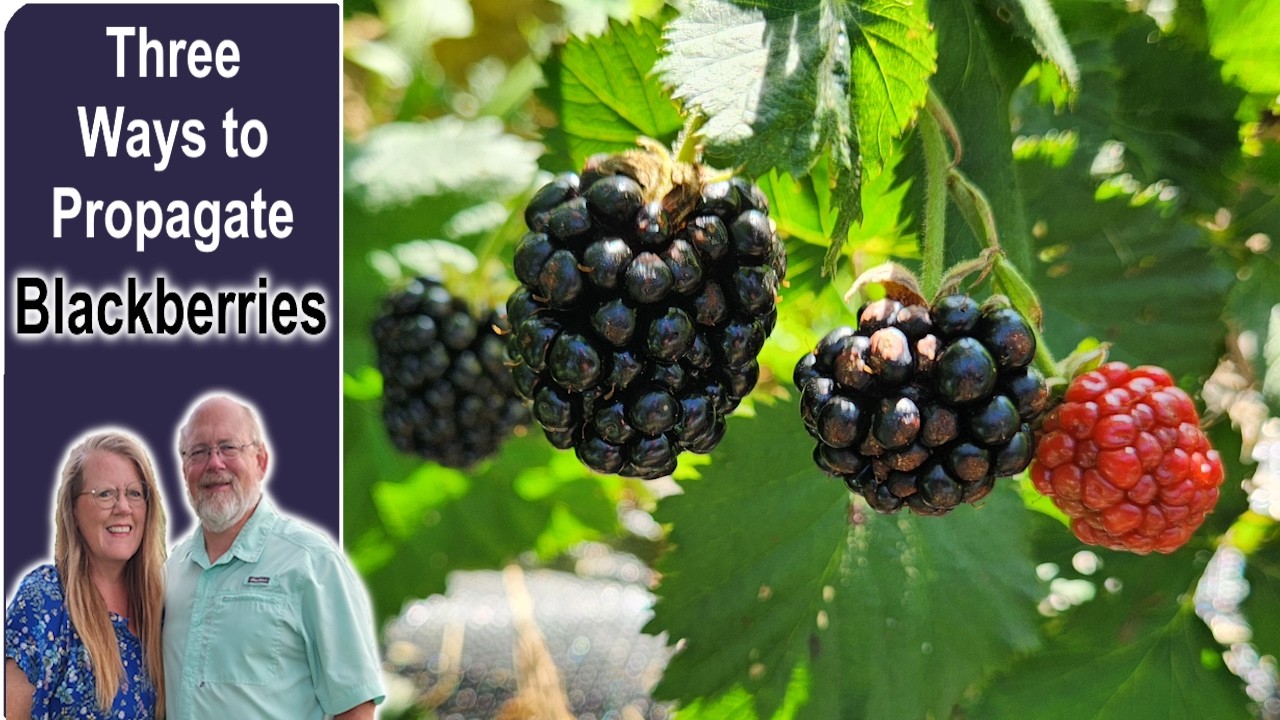 Three Ways to Propagate Blackberries