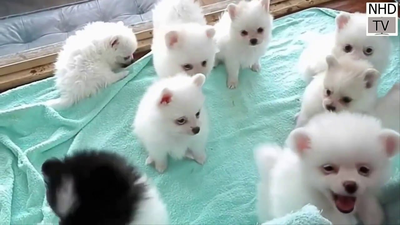Cutes dogs | Cutest dog in the world | Cute dogs clips 2016