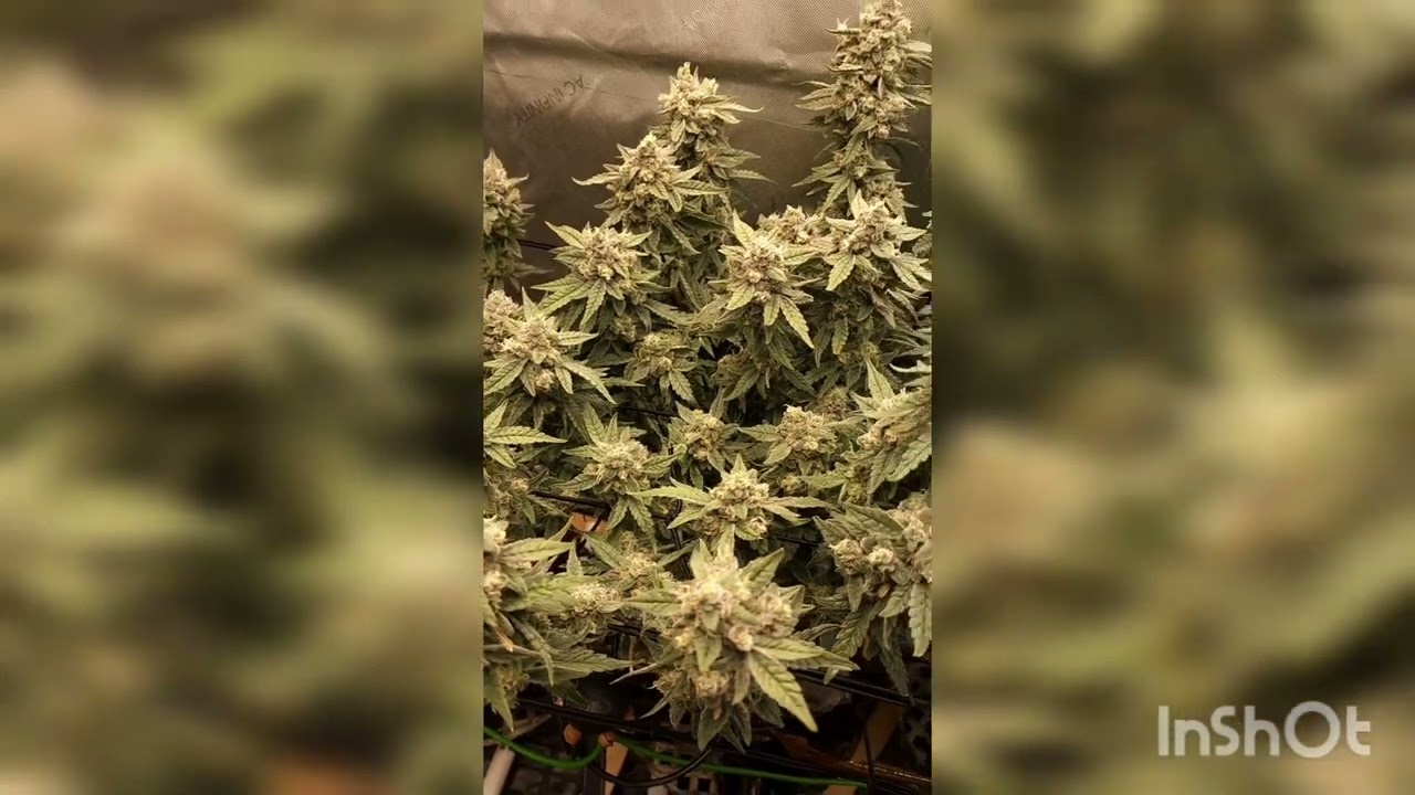 Fried Strawberries - Bloom Seed Co- Mega Yields