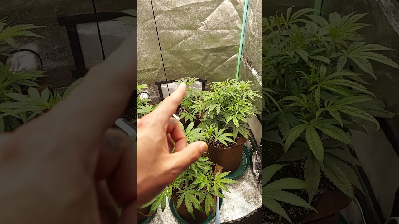 Veg tent update