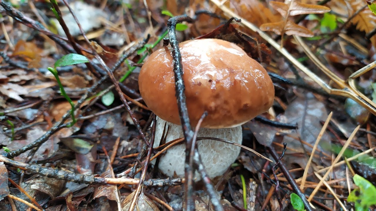 Borowiki jak ze snu! Najpiękniejsze grzyby! Grzyby 2024! Boletus 2024