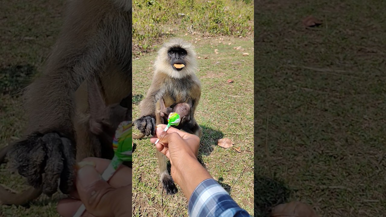 Friendly Monkey Interaction 🐒🤝