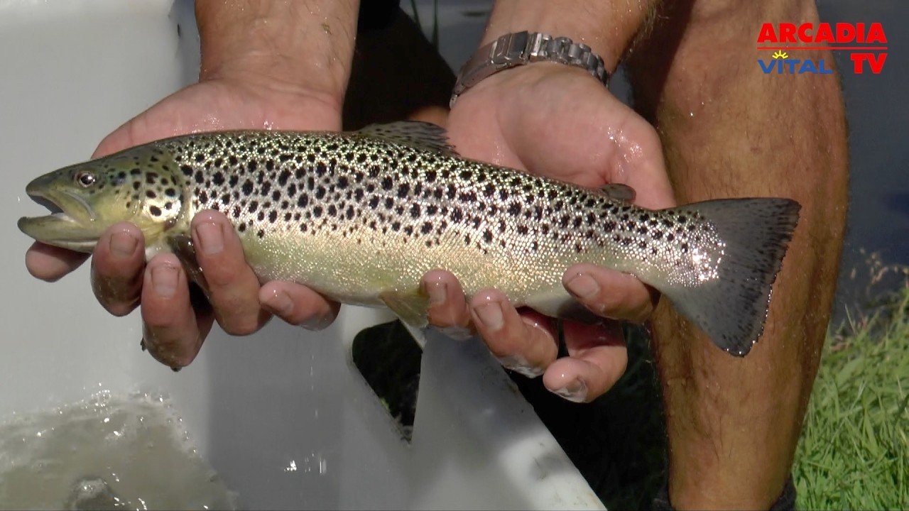 Fisch aus Kärnten: Was den Kärntner Låxn so besonders macht