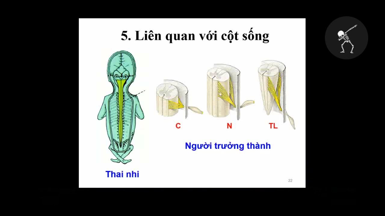 GIẢI PHẪU HỆ THẦN KINH TRUNG ƯƠNG | BS. Nguyễn Sanh Tùng