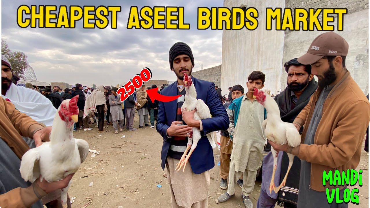 Buying Heera Aseel Murgha from Birds Market | Cheapest Birds Market 2025 | Mandi Vlog