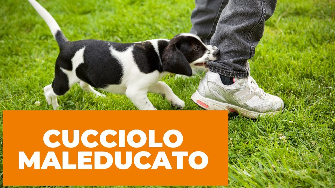 Cucciolo maleducato|Affinitydog