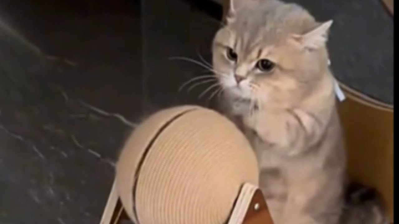 Забавное видео с котами, прыгающими повсюду и падающими предметами.