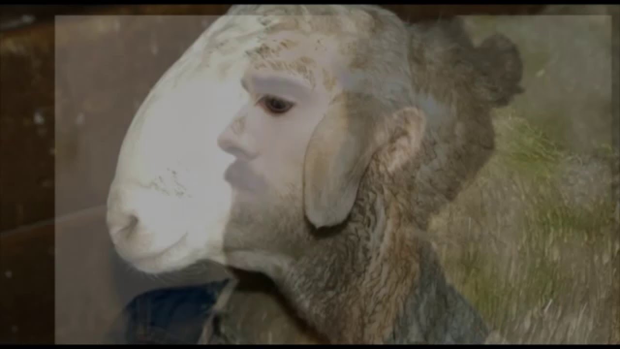 esquilo (gráfica) - kõan - dj pata & mr pig
