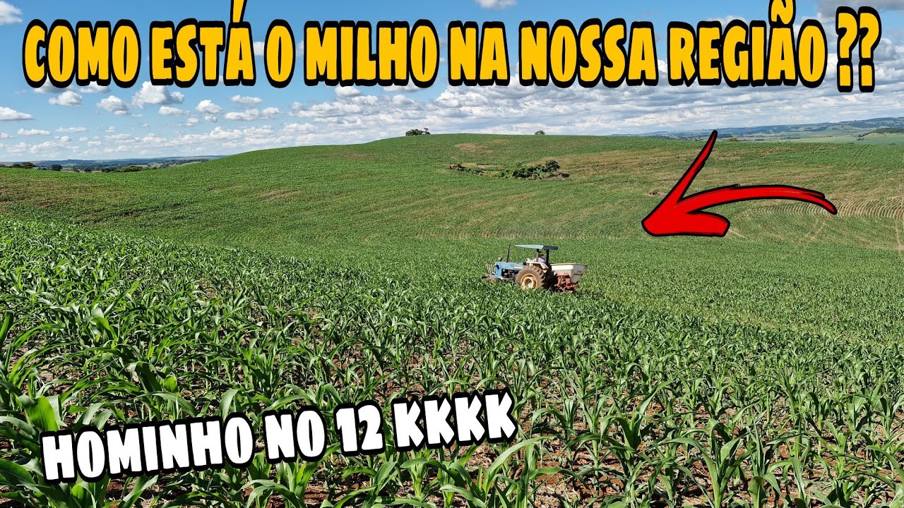 ESTIAGEM ESTA JUDIANDO DO MILHO!! Fazendo aplicação de nitrogênio !!