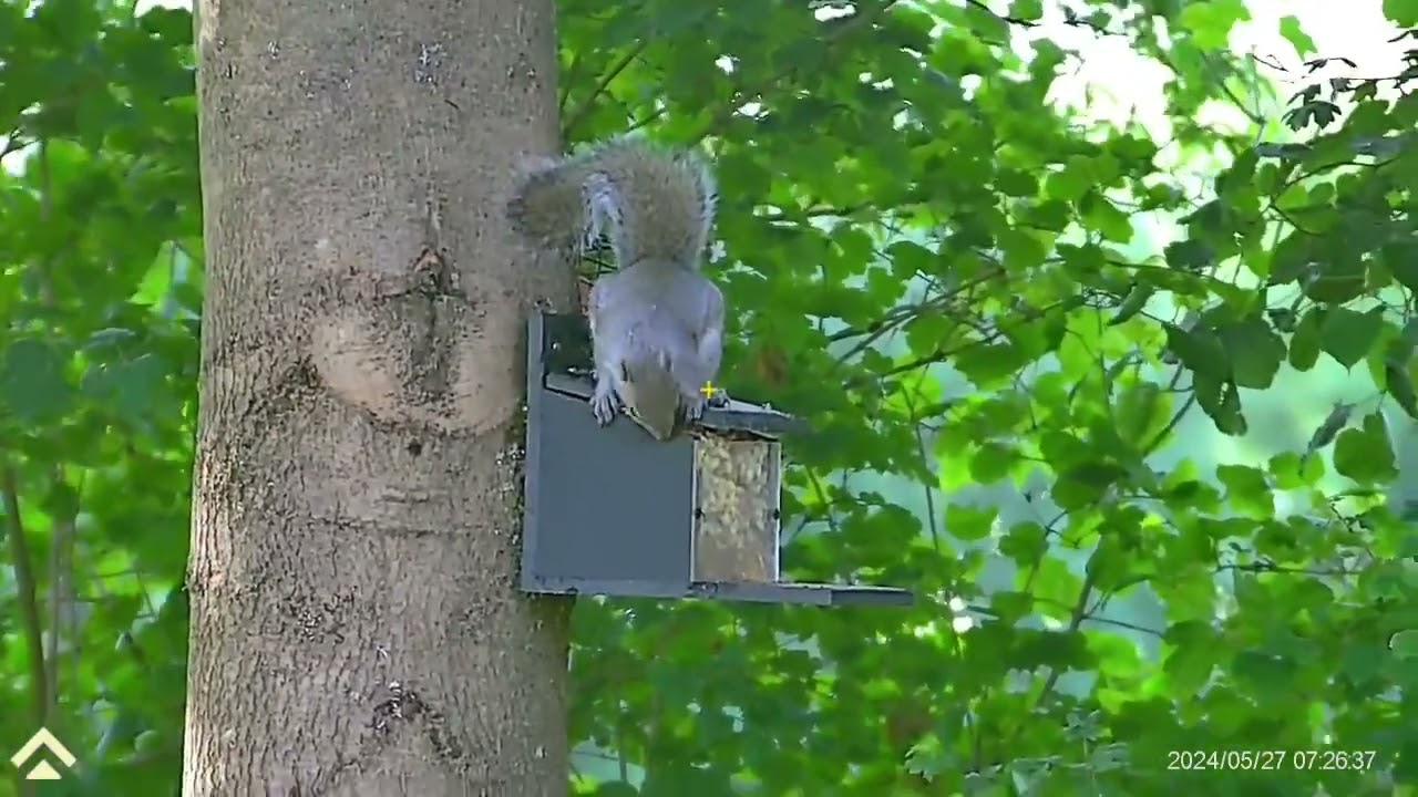 Grey squirrel control with Arken Zulus & Weihrauch HW100KT