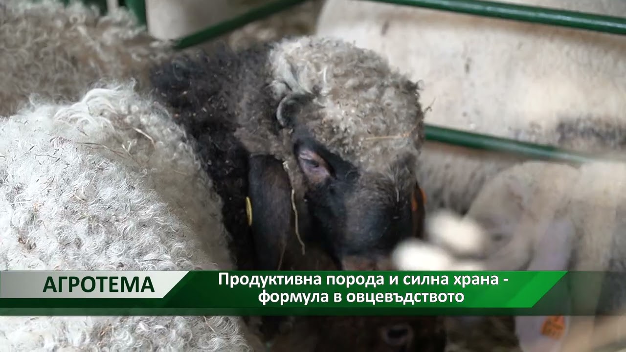 Агротема: Продуктивна порода и силна храна - формула в овцевъдството, автор: Мирела Спасова
