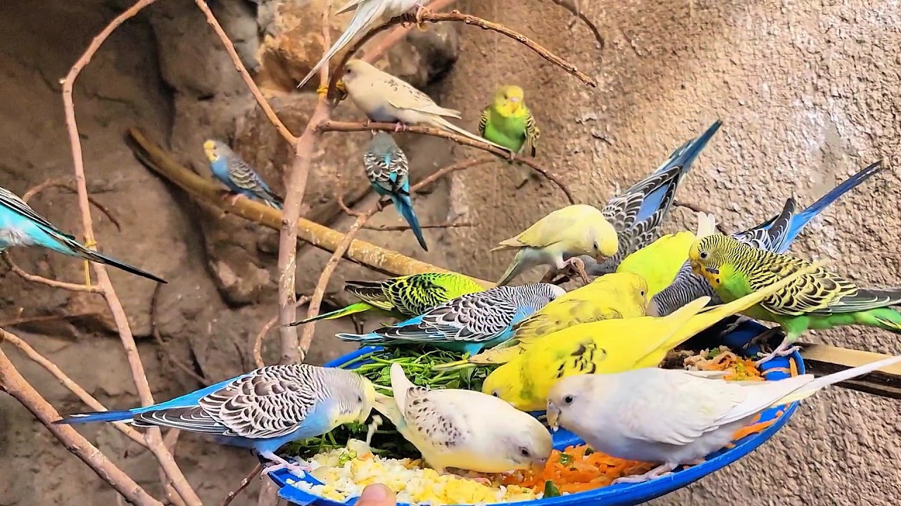 Budgie Sounds for Lonely birds to make them happy