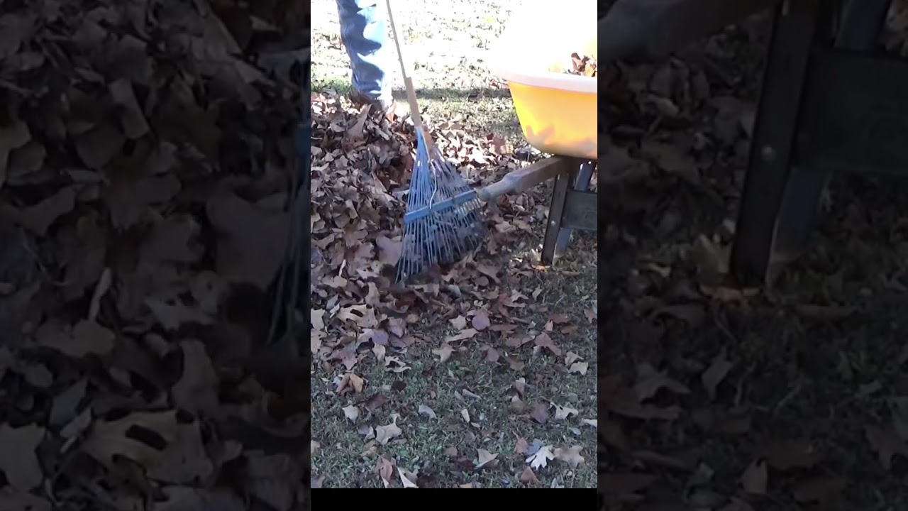 Are Oak Leaves Bad To Use As Mulch #shorts #garden #mulch