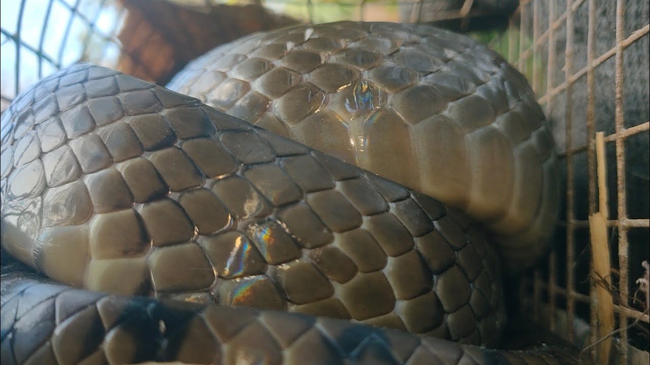 THU PHỤC RẮN HỔ HÈO NGÀY CUỐI CÙNG NGHĨ TẾT@
