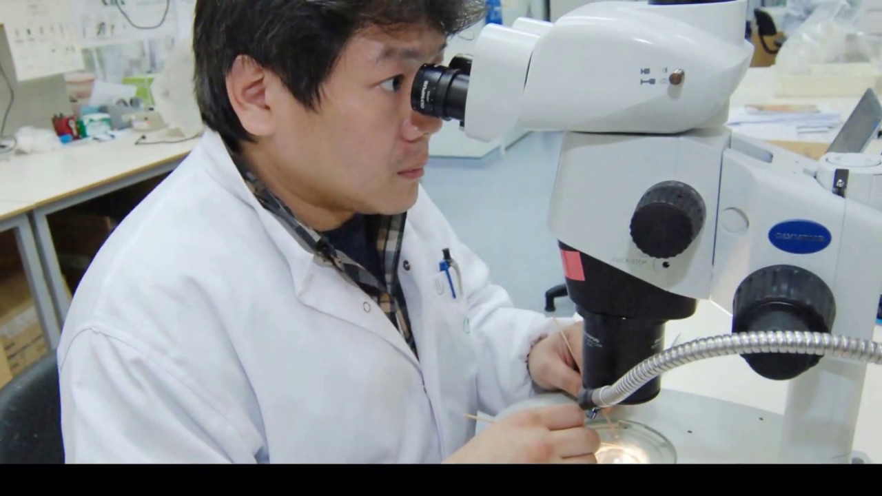 Project Wolbachia - Singapore Part 2