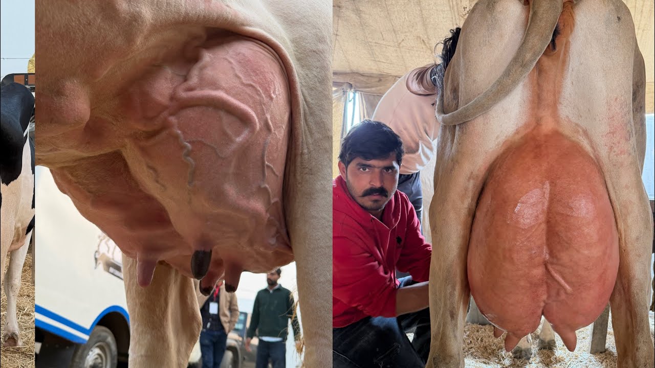 High Milking HF Cows || 45 Liter milk per day || Gurwinder Dairy Farm