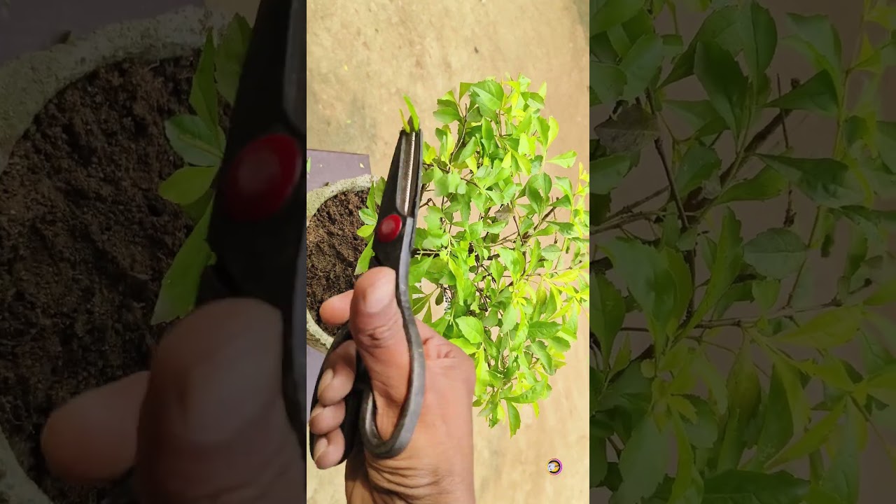 Making Bonsai Tree 
