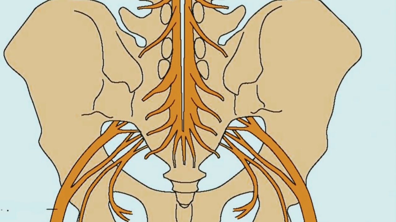 Cauda Equina Syndrome