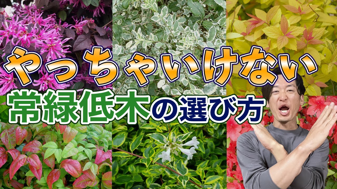 【教えてもらわないと分からない】本当にお庭を素敵にしてくれる常緑低木の選び方
