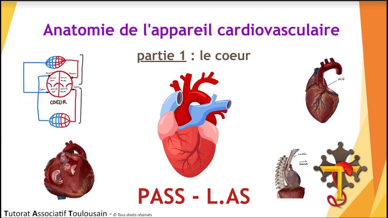 Anatomie de l'appareil cardiovasculaire - partie 1 : Le Cœur - Tutorat Associatif Toulousain
