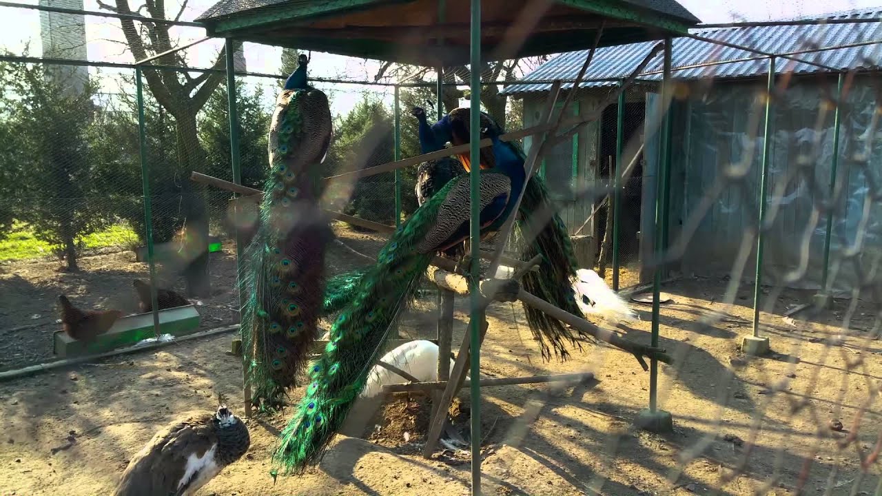 Płoskie -ptaki - pawie, 07