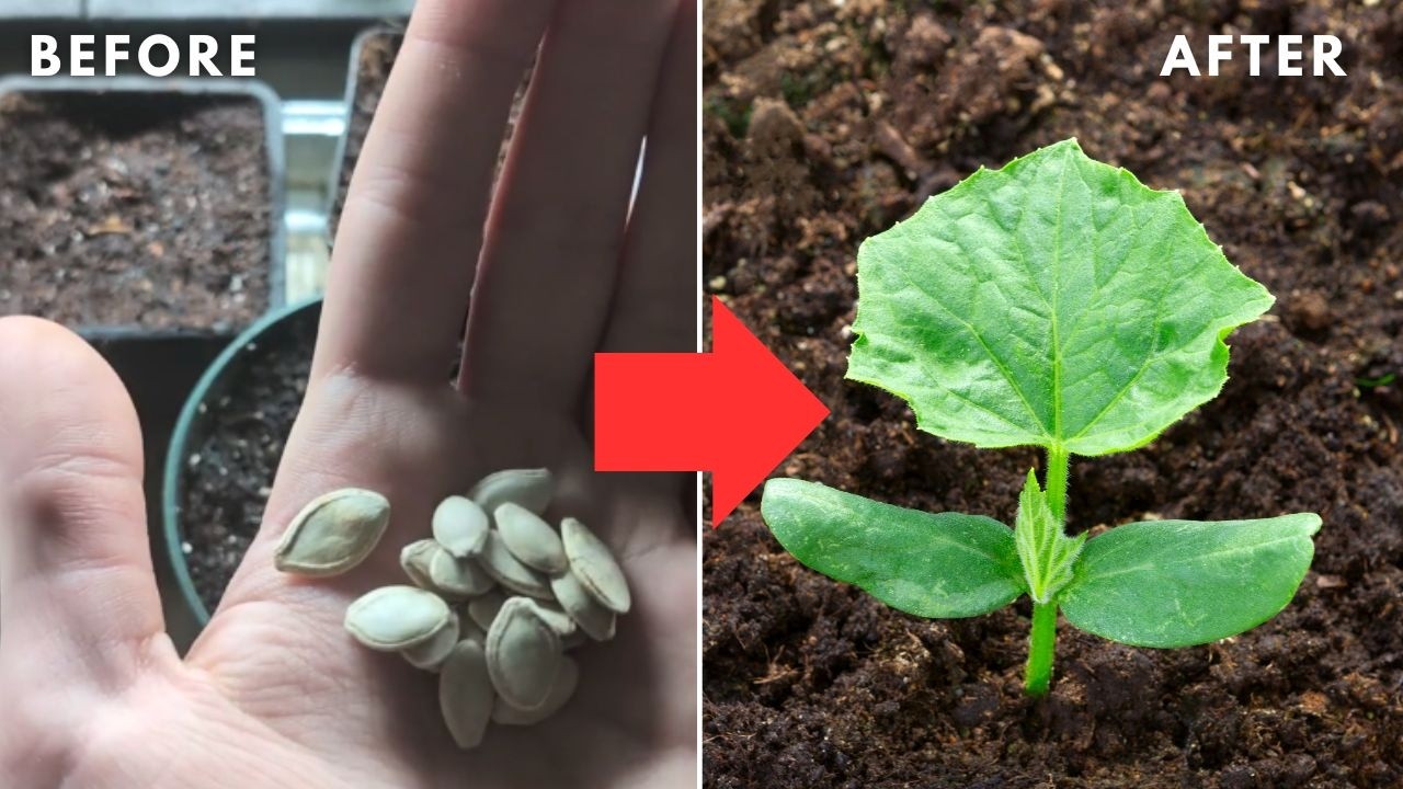 One Simple Trick to Use When Starting Cucumber Seeds Indoors (Increase Your Germination Rate)