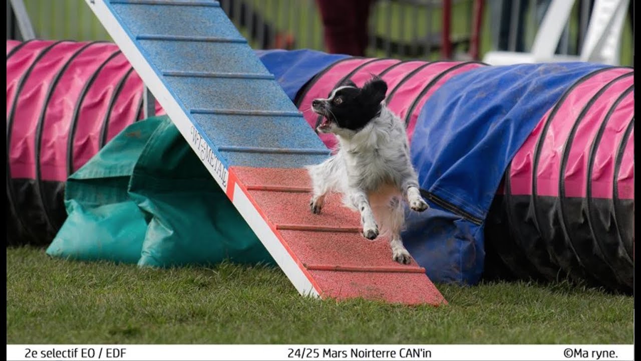 Papillon ICY on AGILITY 2018