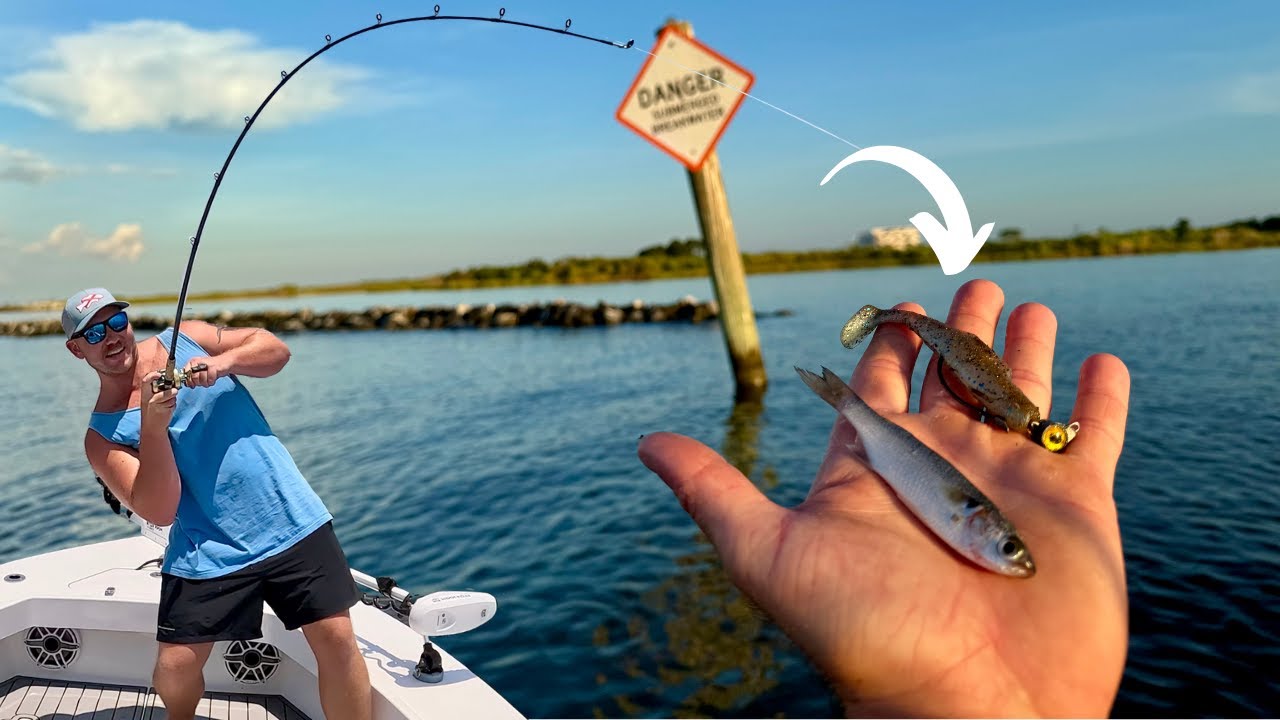 Only 2 Baits We Needed To Catch Our Dinner! *BIG Tripletail Catch, Clean, & Cook*