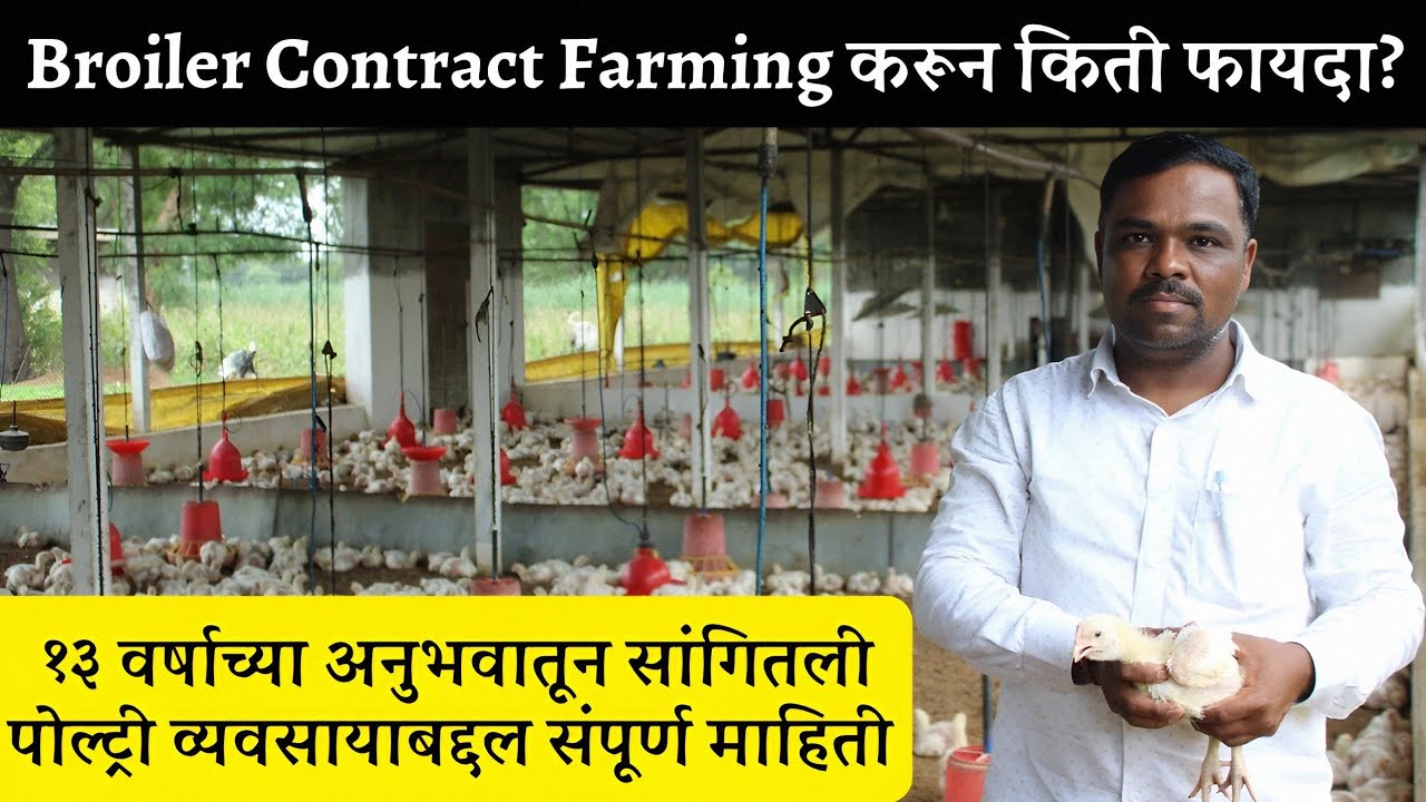 🐔 Broiler Farming A to Z माहिती | किती इन्व्हेस्टमेंट लागते? किती प्रॉफिट मिळतो?