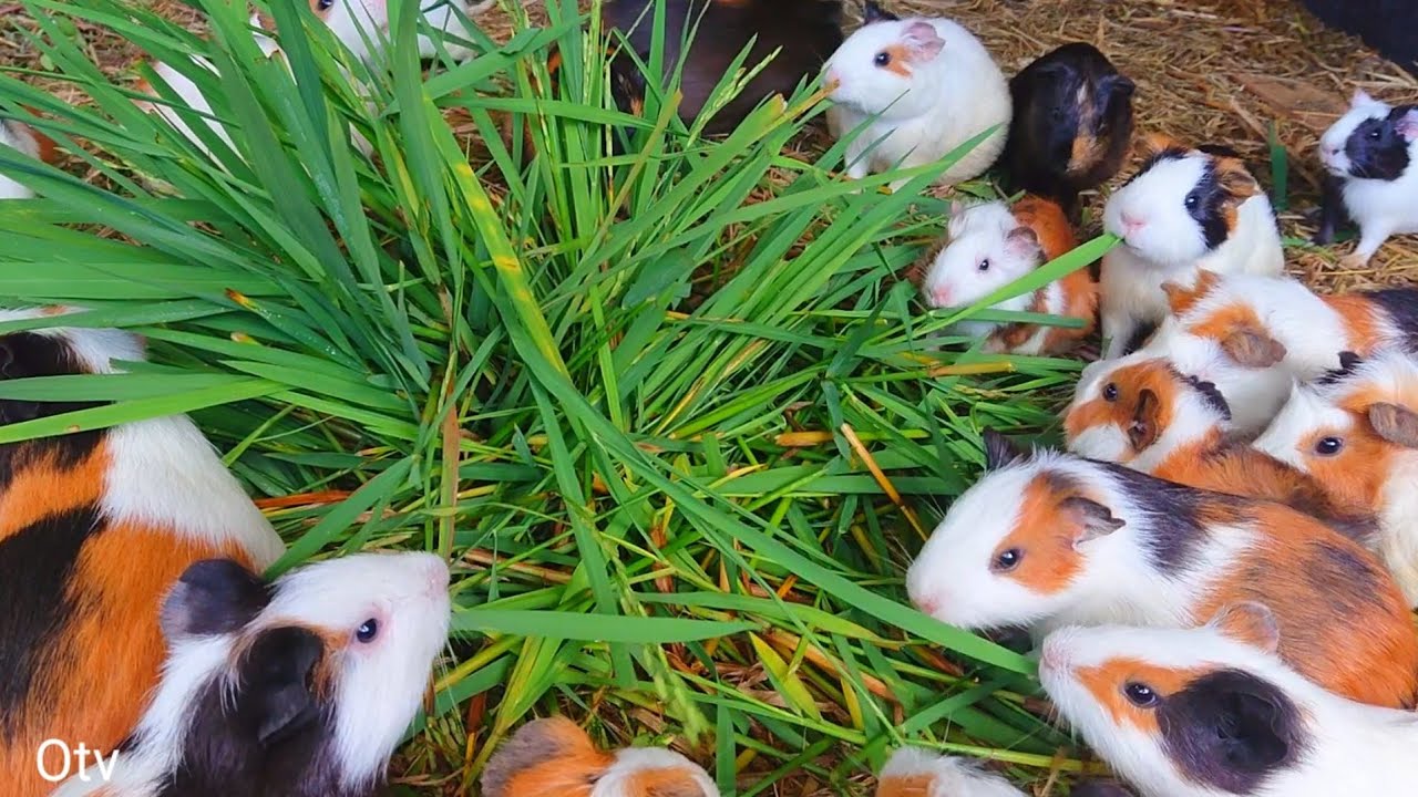 Guinea pigs eating asmr, cute baby guinea pigs, feeding Guinea pigs to animals, colorful guinea pig 