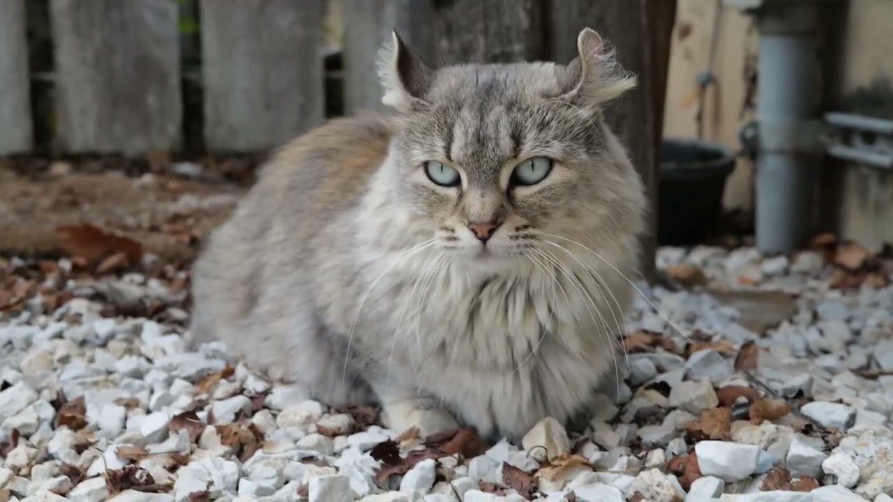Stunning Highland Lynx Under a Bench | Wild Flower Farm