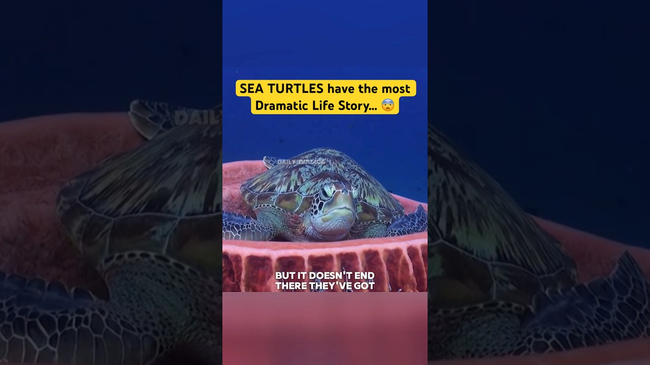 У МОРСКИХ ЧЕРЕПАХ самая драматичная история жизни&hellip; 😨 #морскиечерепахи