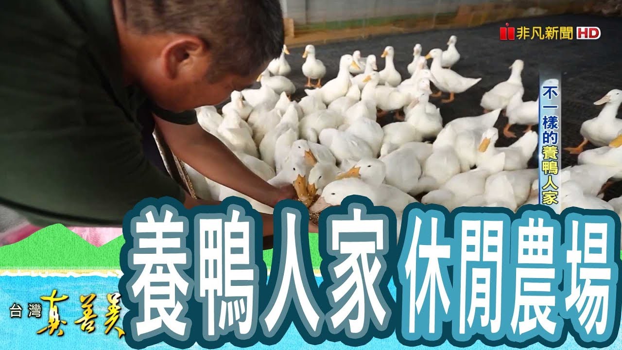【台灣真善美】不一樣的“養鴨人家” 2018.09.23【762-3集】