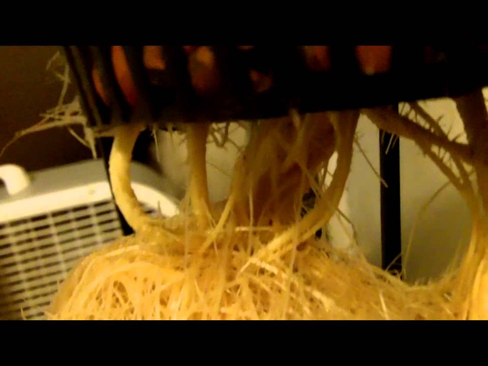 Root Mass