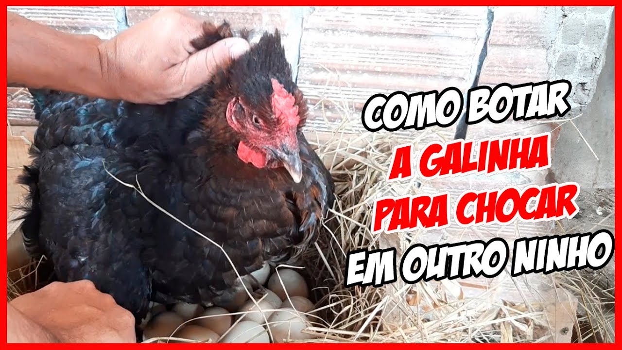 Como Botar Uma Galinha Para Chocar + Chocar Galinha em Outro Ninho
