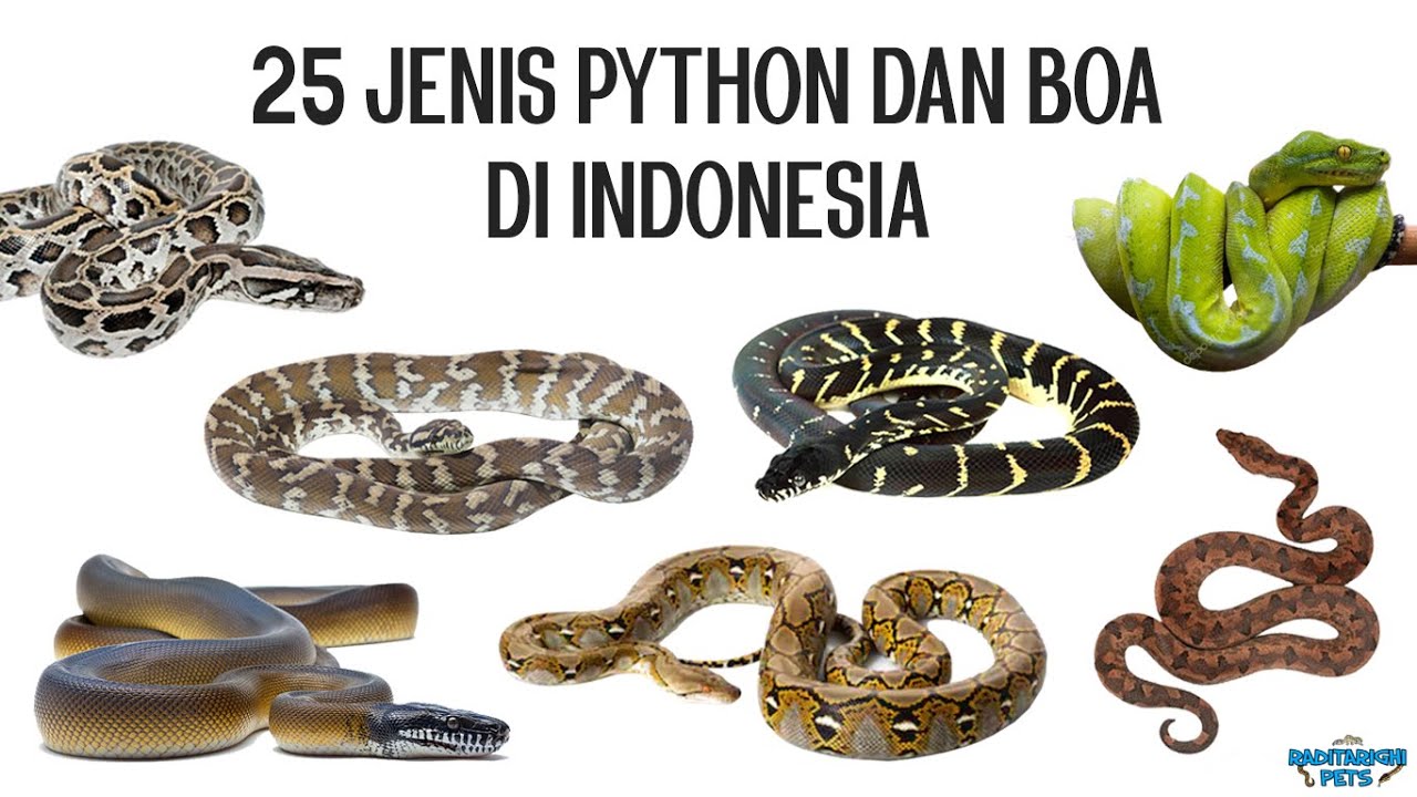 25 Jenis Ular Python dan Boa di Indonesia, Bonus Macam-macam Locality Retic