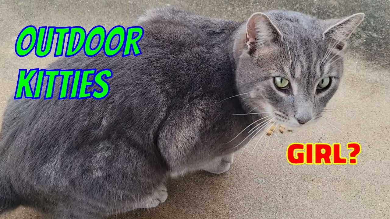 Outdoor Cats - A Collection
