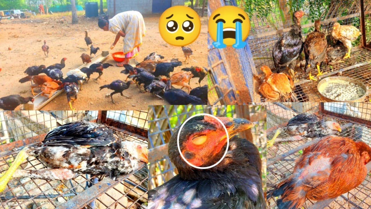 நம்ம 🐔கோழிகள் 🐓எல்லாம் இறக்க 😫😫போகுது நோய் 😭😭 தாக்குதல் என்ன??? பண்ணப்போறோம்🥺🥺